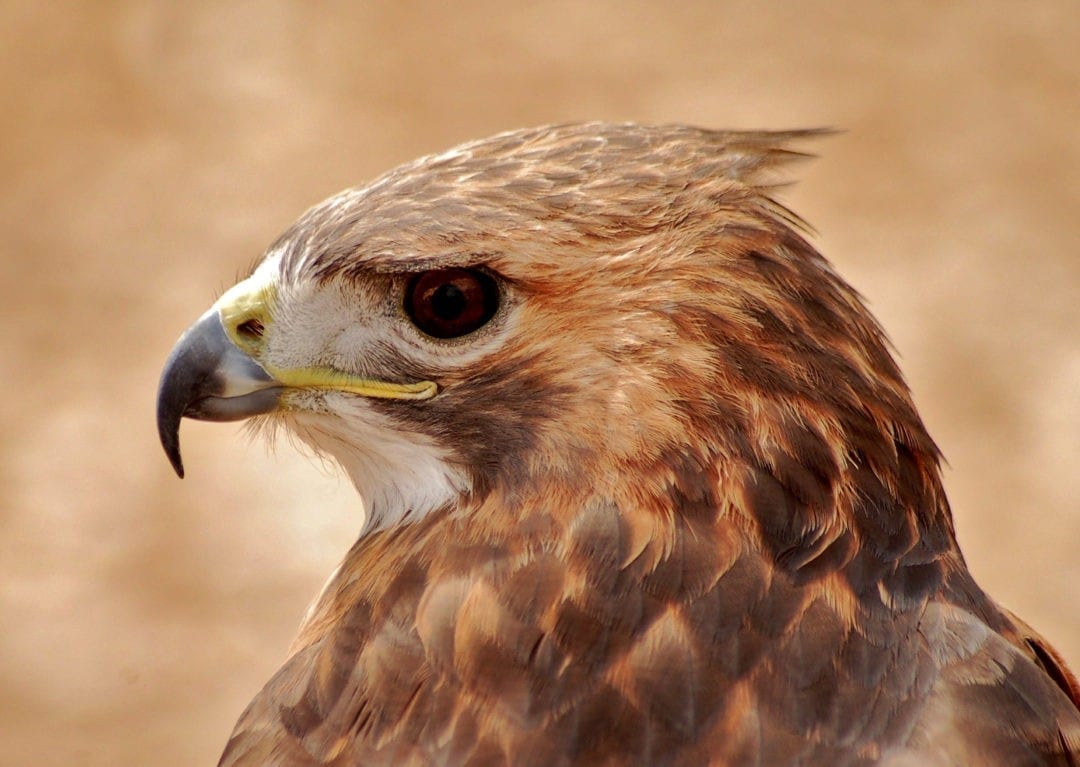 Celtic Zodiac Sign Hawk Meaning And Astrology On Whats Your Sign