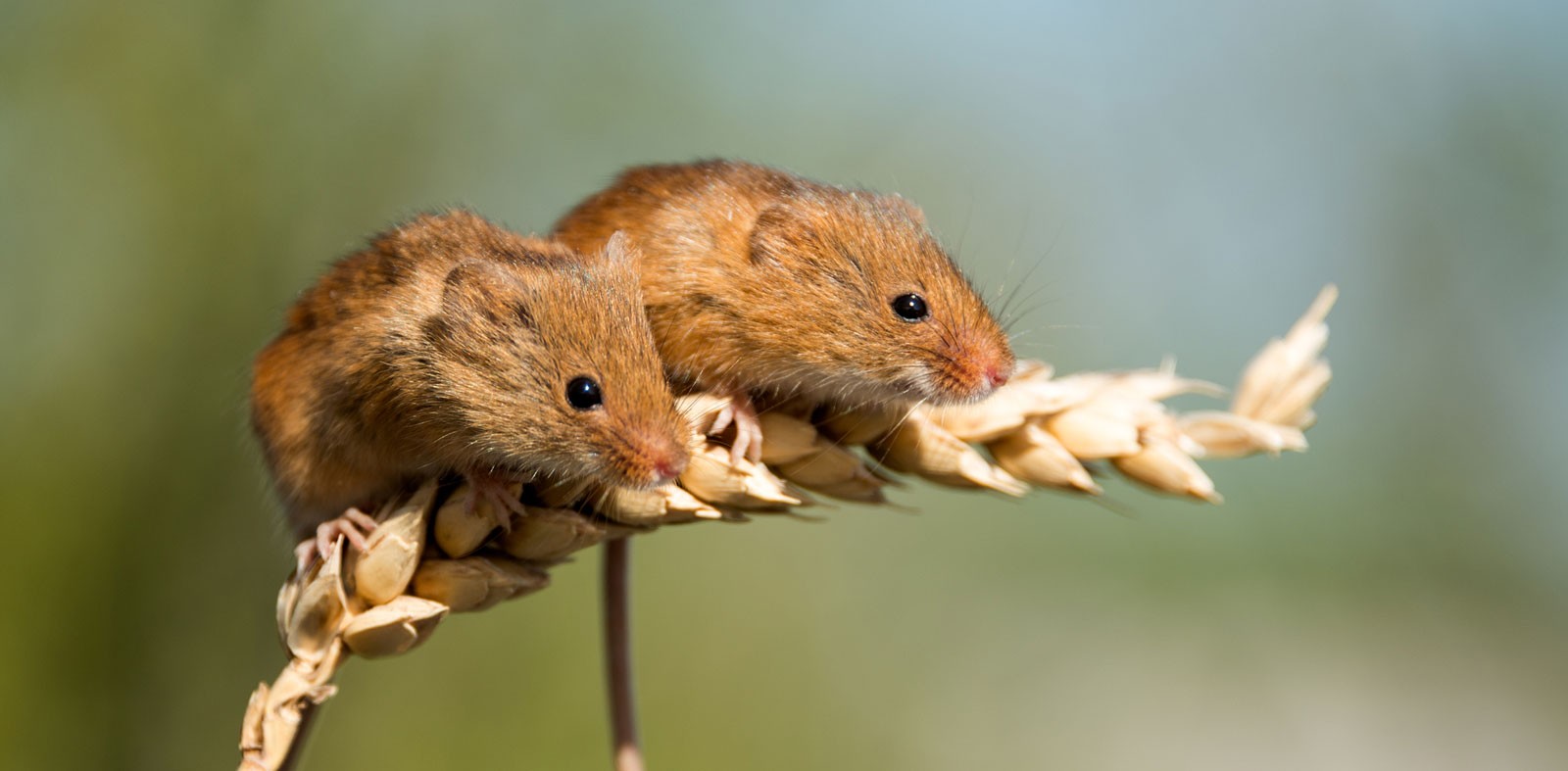Мышь полевка в природе