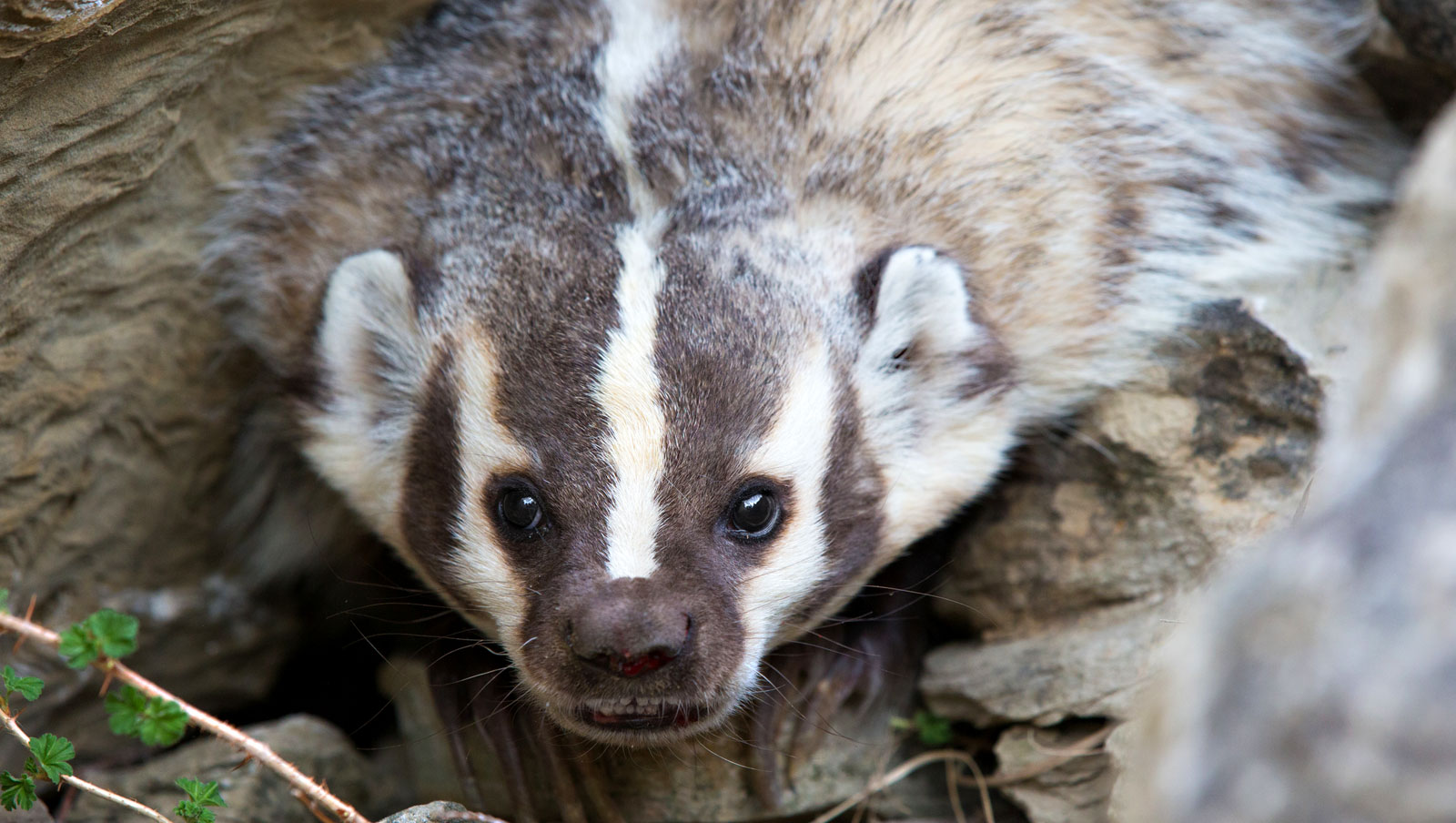 badger-animal-symbolism-on-whats-your-sign