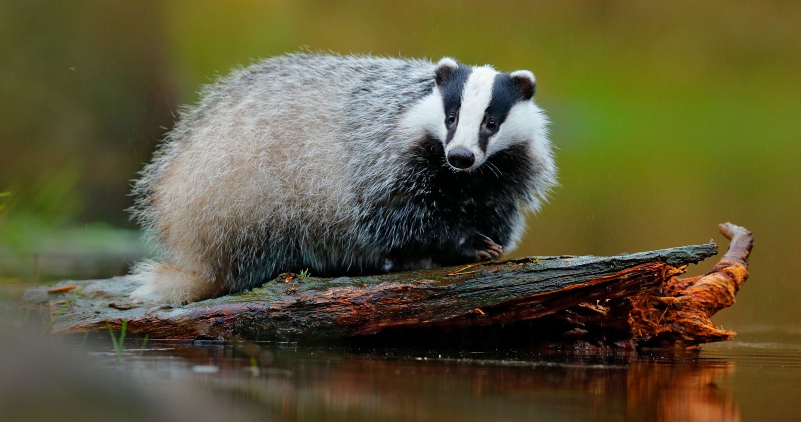 Badger Animal Symbolism On Whats Your Sign