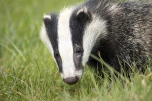 badger animal symbolism - animal symbolism, badger meanings