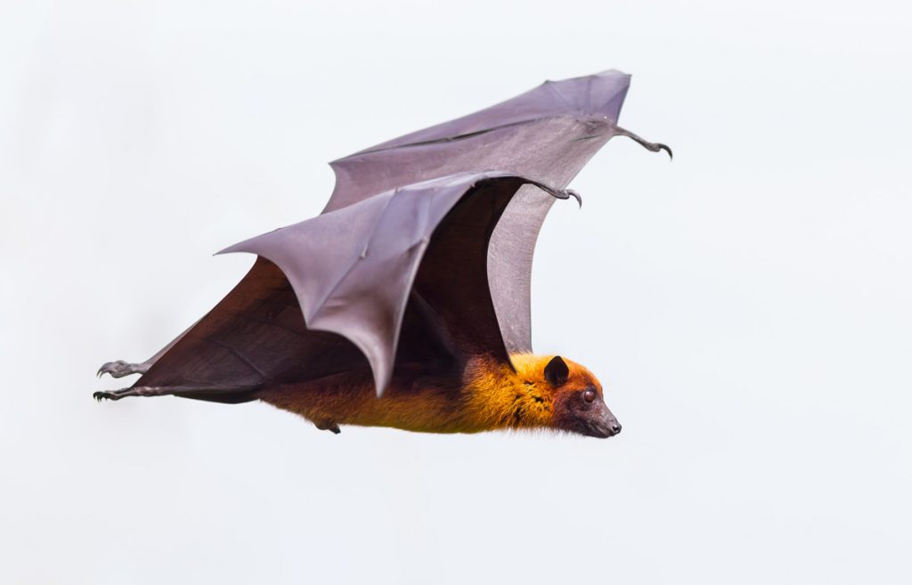 bat-meaning-and-bat-animal-symbolism-on-whats-your-sign