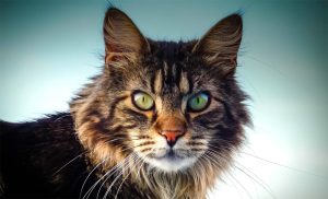 Cat animal symbolism and spiritual meaning of cats