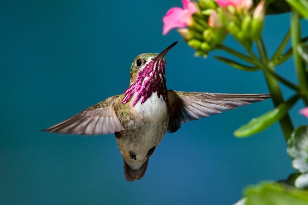 hummingbird meaning
