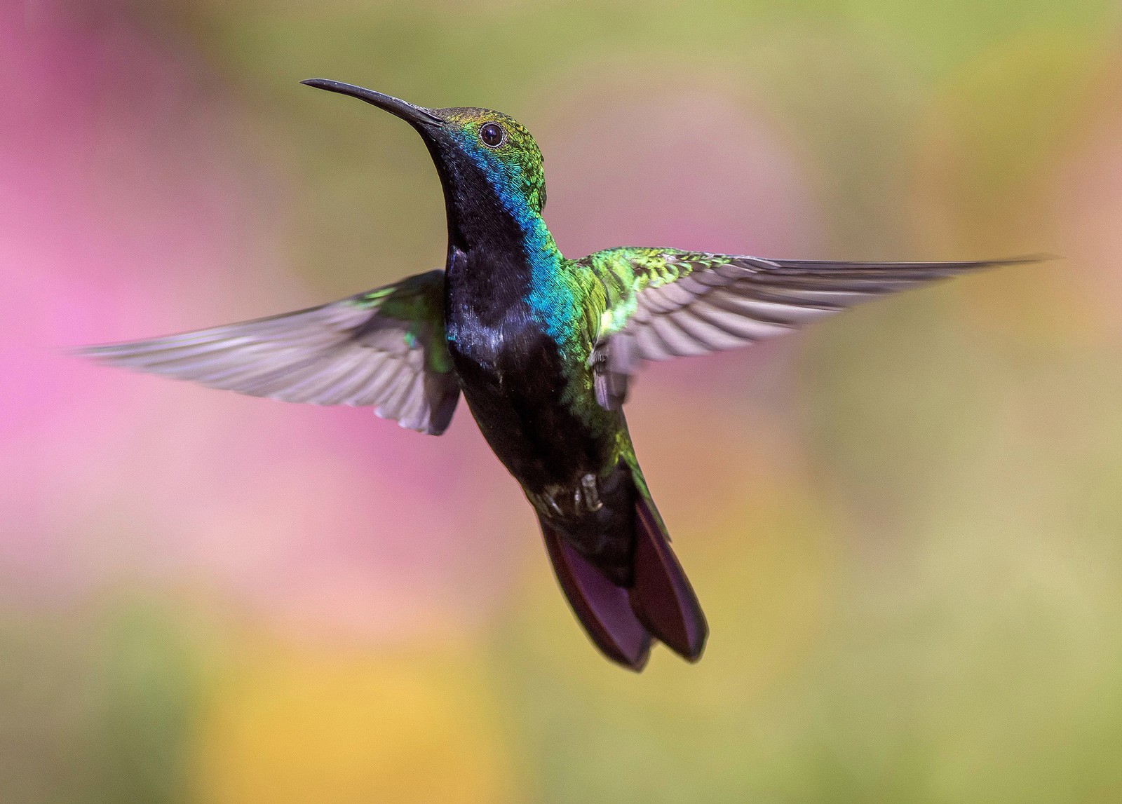 Hummingbird Animal Totem Hummingbird Meaning on Whats-Your-Sign