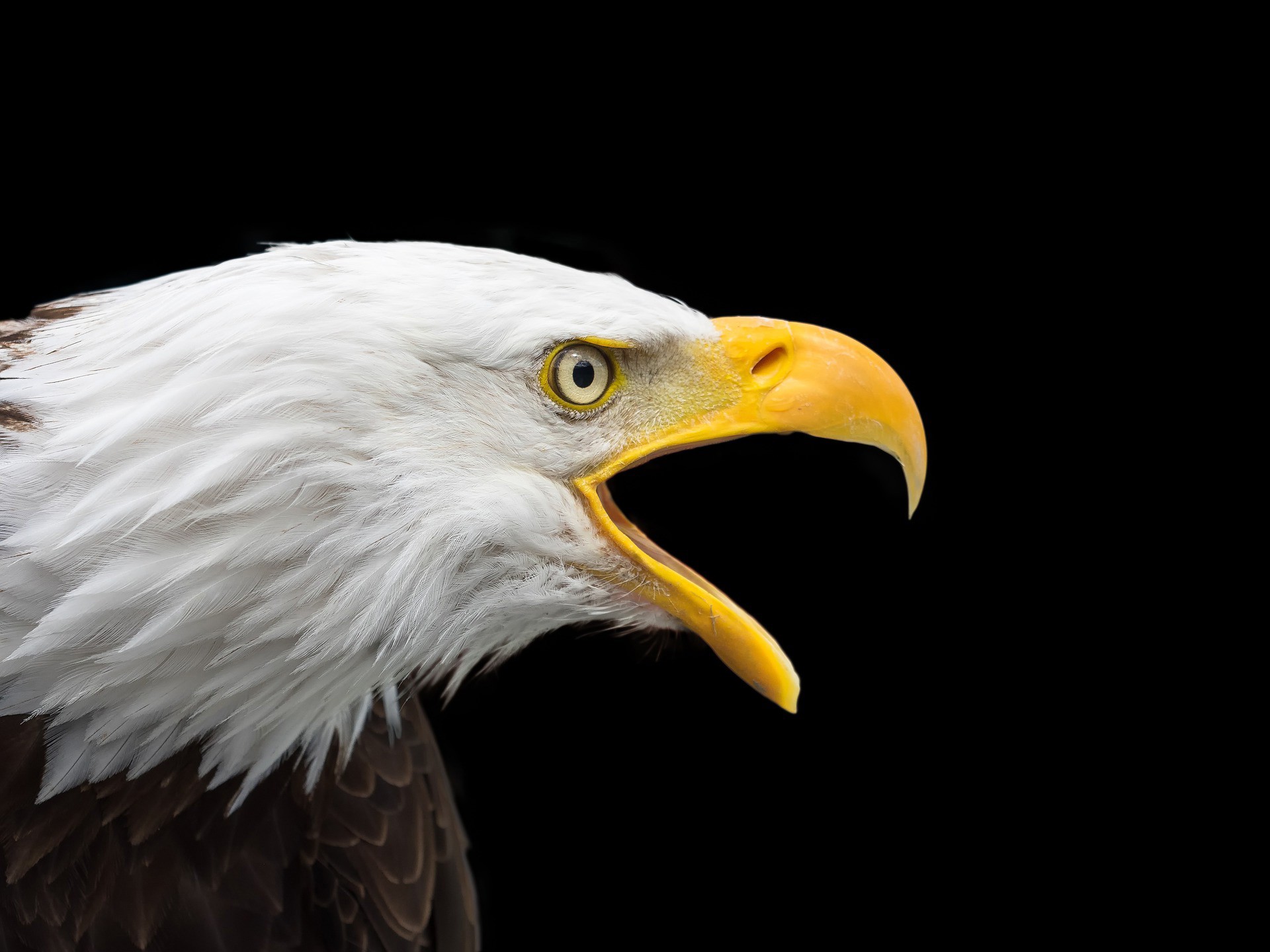 soaring-into-symbolic-eagle-meaning-on-whats-your-sign