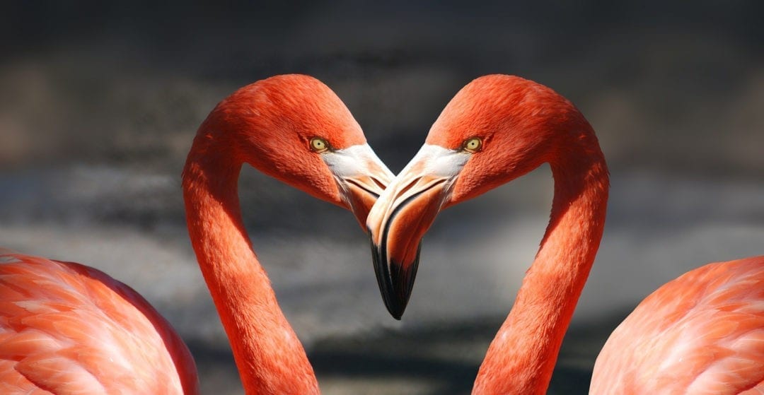 Love Symbol: Animal Meanings of Love on Whats-Your-Sign.com