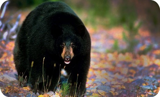 native-american-bear-meaning-on-whats-your-sign