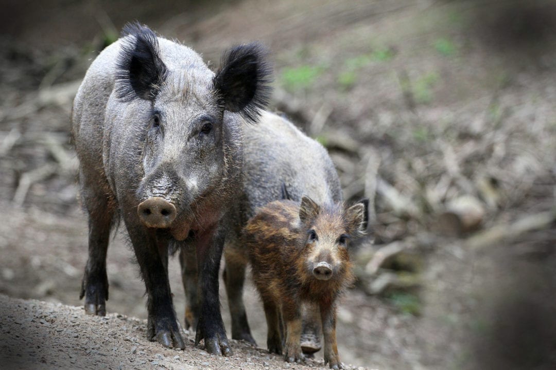 boar-symbolism-dreams-and-messages-spirit-animal-totems