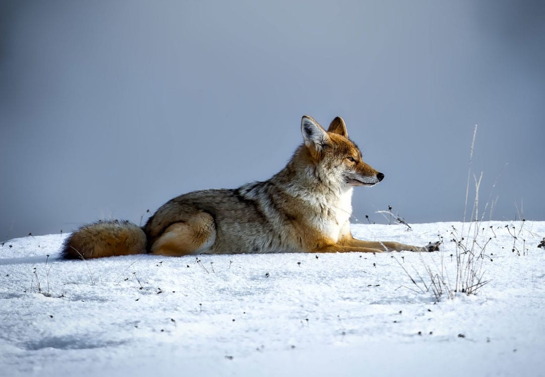 Animal Symbolism Coyote Meaning on