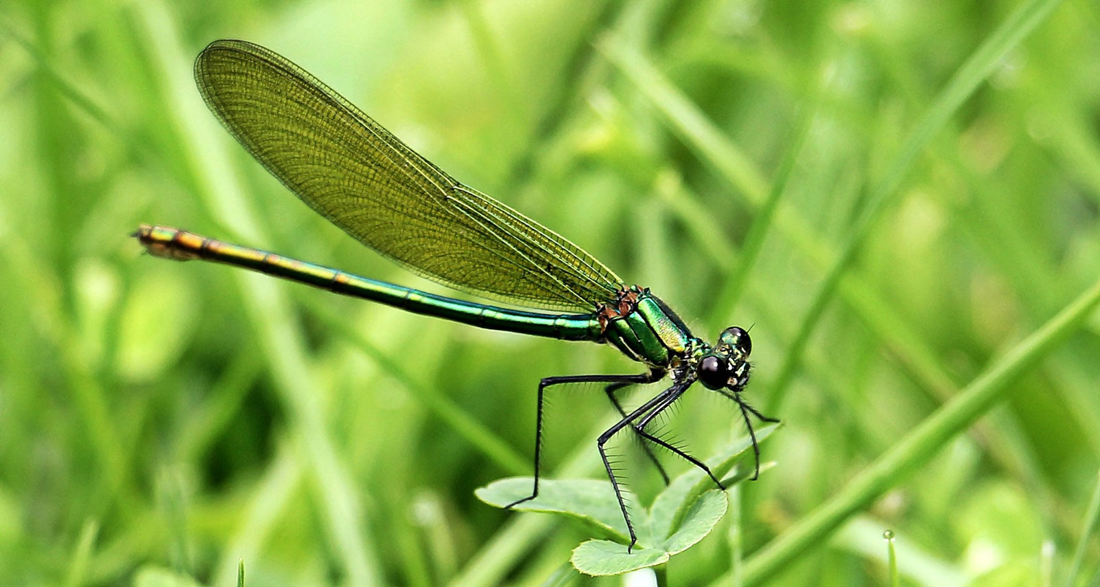 Animal Symbolism Dragonfly Meaning On Whats Your Sign