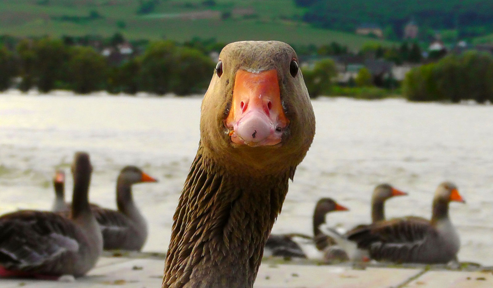 Animal Symbolism Goose Meaning On Whats Your Sign