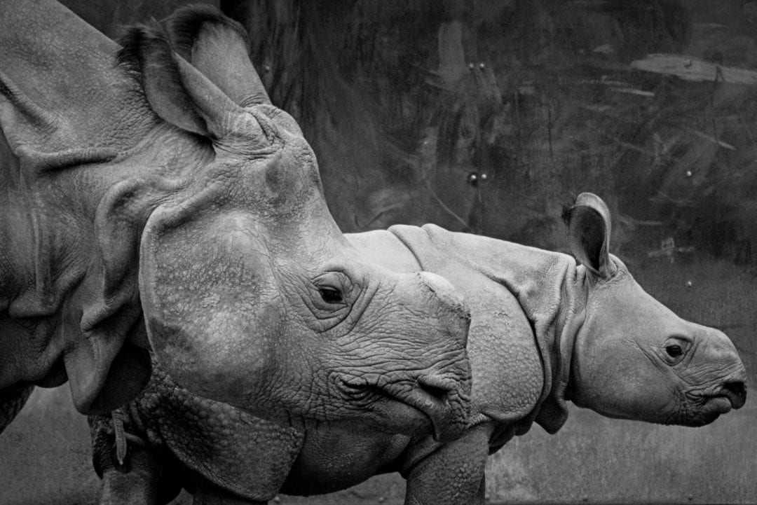 choose joy on rhinoceros meaning
