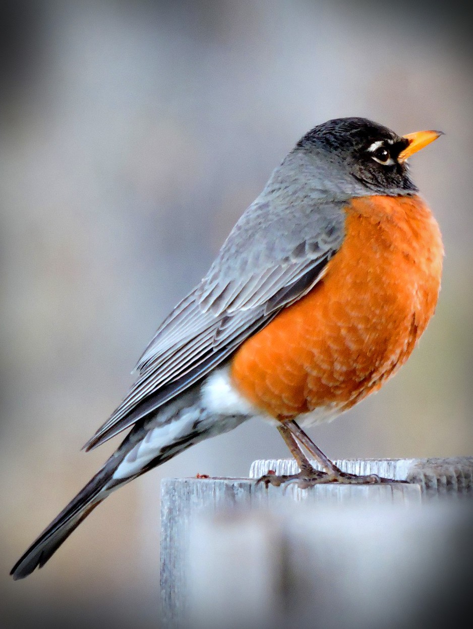 animal-symbolism-red-robin-meaning-on-whats-your-sign