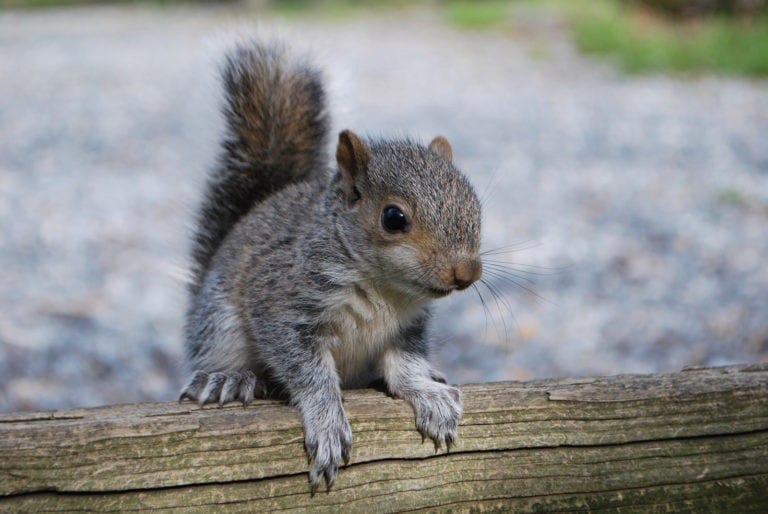 Animal Symbolism Squirrel Tracks and Meanings on Whats-Your-Sign