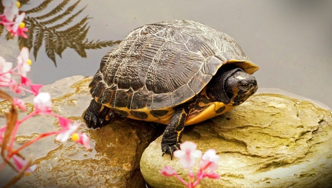 Animal Symbolism: Turtle Meanings on Whats-Your-Sign.com