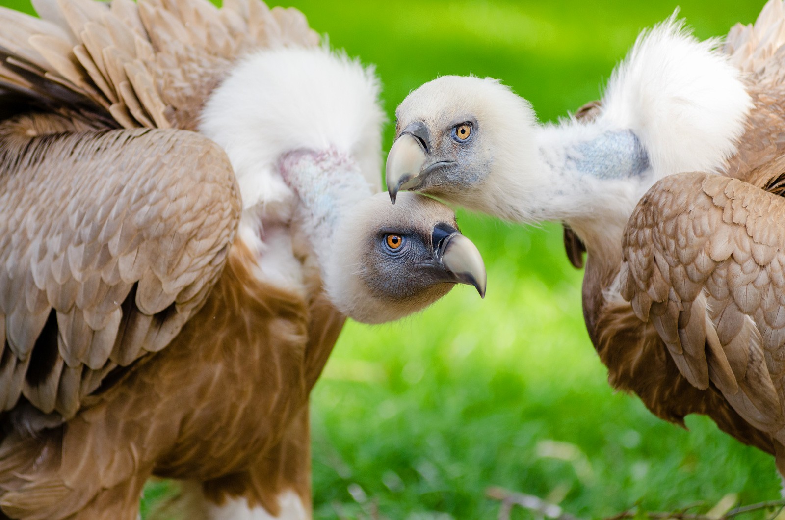 bird meaning vulture meanings