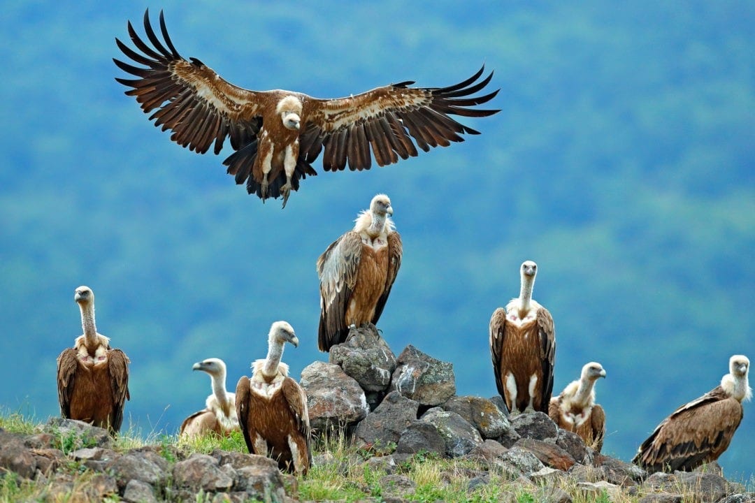 bird-meaning-vulture-meaning-and-symbolism-on-whats-your-sign