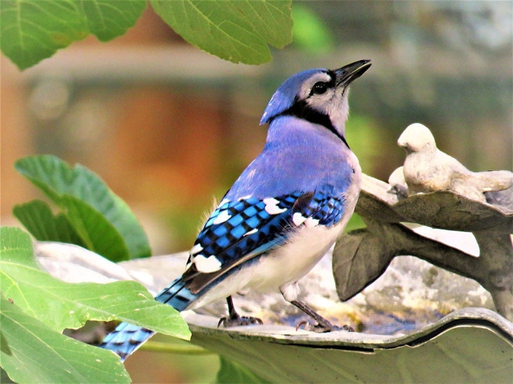 Fastest Blue Jay Bird Spiritual Meaning