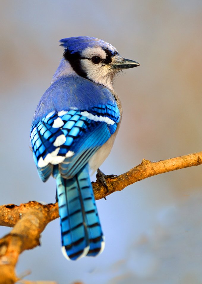 Blue Jay Animal Symbolism And Meanings Whats Your Sign Com