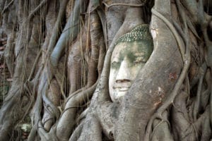 bodhi tree symbolism