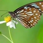 butterfly animal symbolism