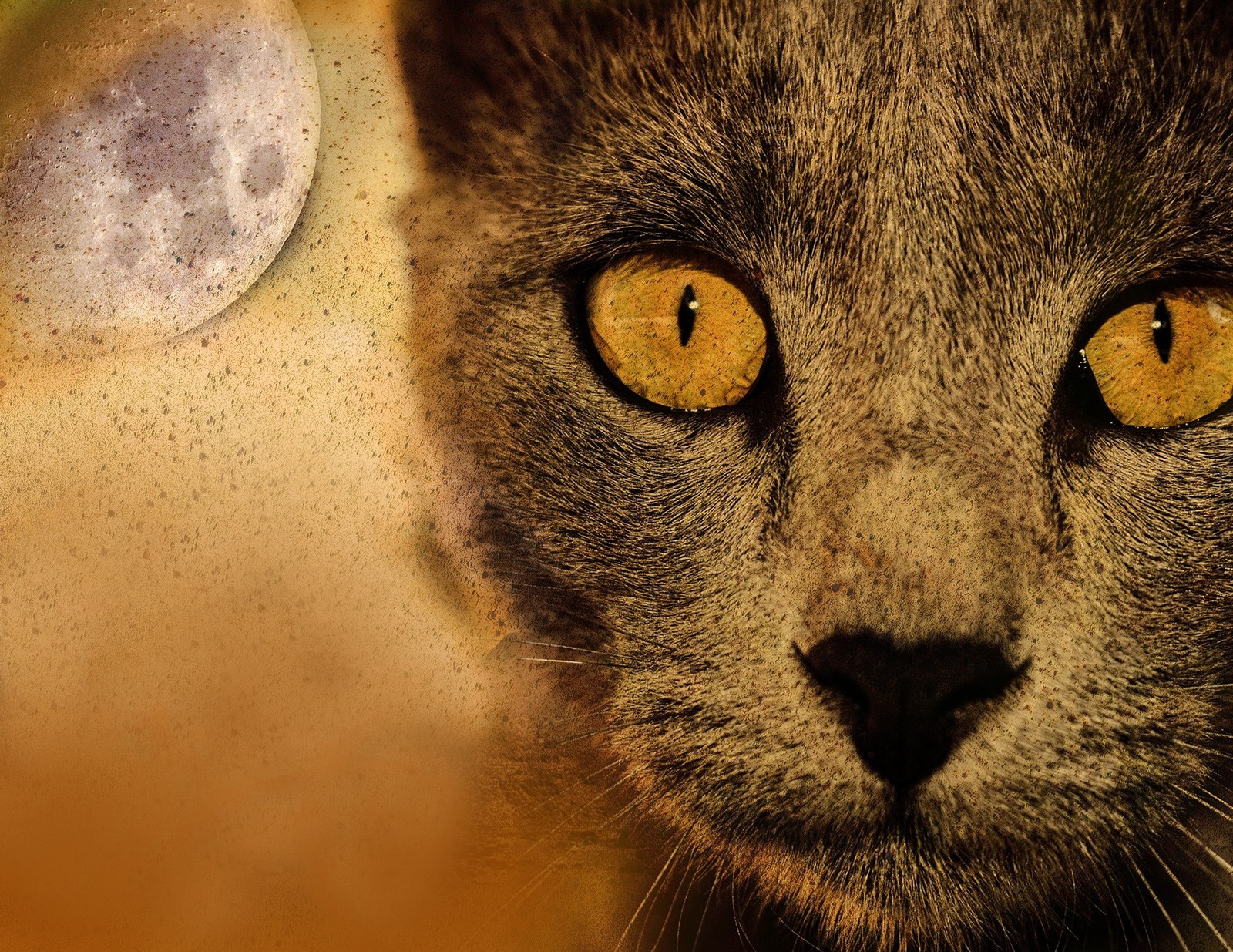 Cat Dream Meaning And Dream Interpretation On Whats Your Sign