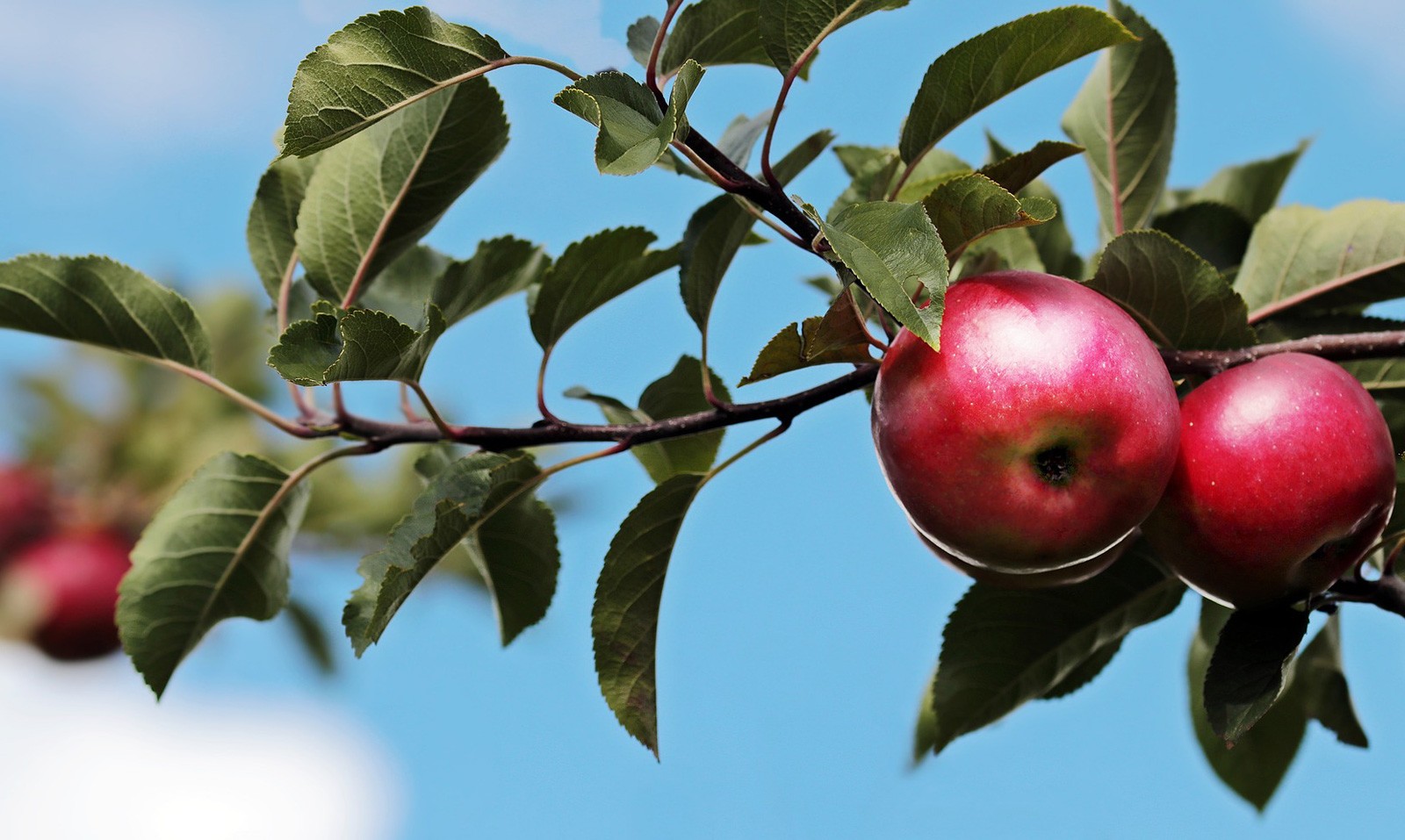 Celtic Meaning Of The Apple Tree And Ogham Meaning On Whats Your Sign