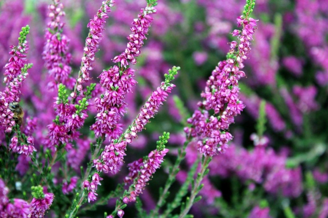 celtic-meaning-heather-meaning-in-the-druid-ogham-on-whats-your-sign