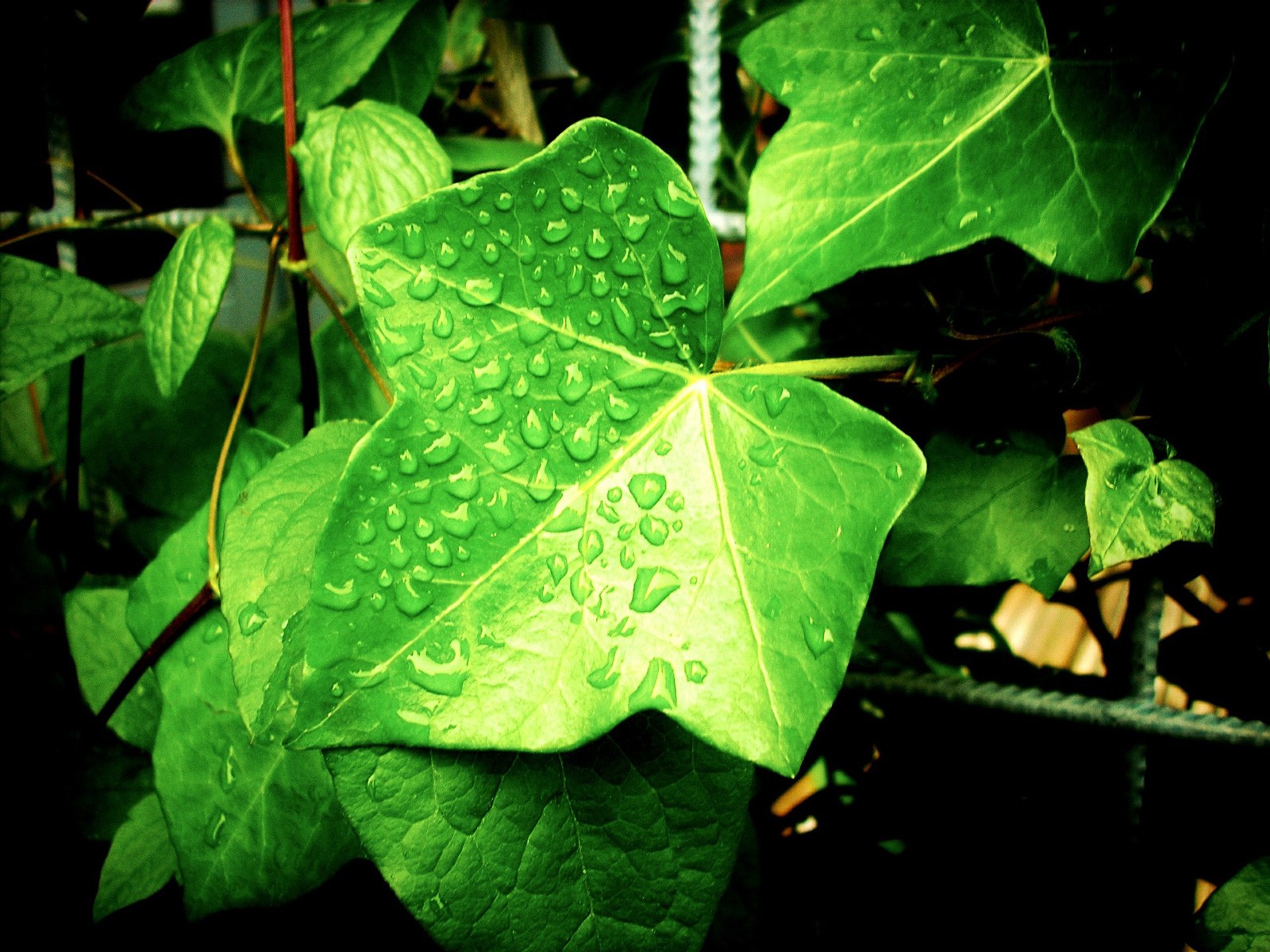 English Ivy Symbolism, Traditions, and Mythology