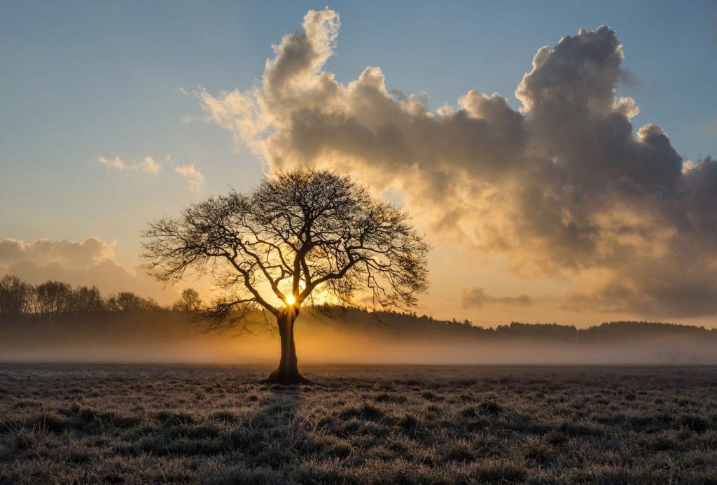 dara knot oak tree