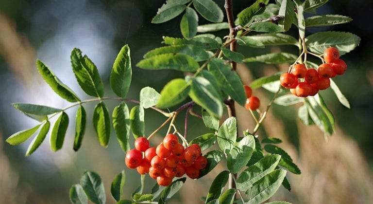 celtic-meaning-rowan-tree-meaning-in-the-ogham-on-whats-your-sign