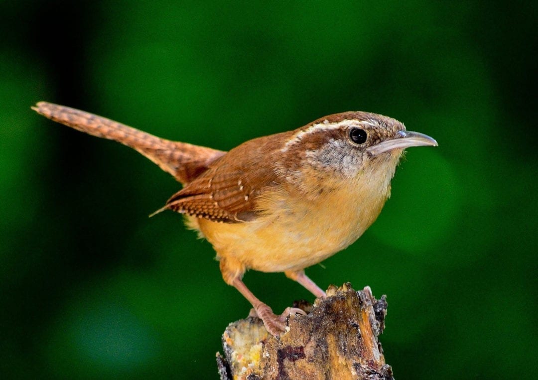 celtic-zodiac-sign-wren-meaning-in-celtic-astrology-on-whats-your-sign