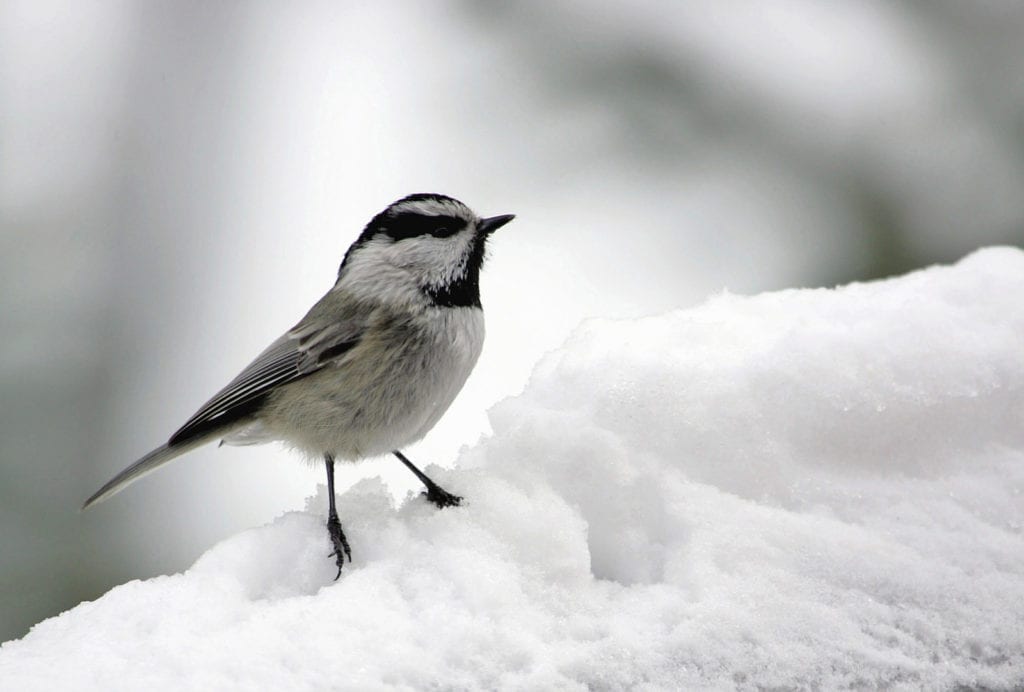 Chickadee Meanings And Symbolism On Whats Your Sign