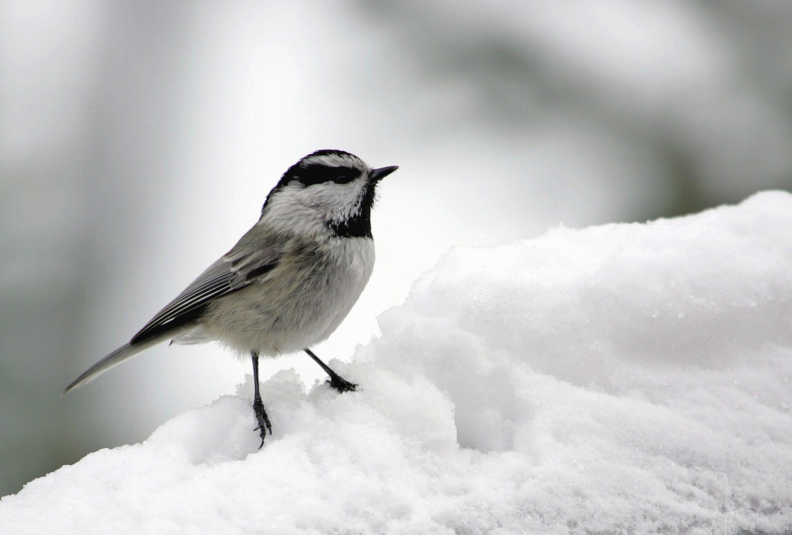 Name Meaning Chickadee