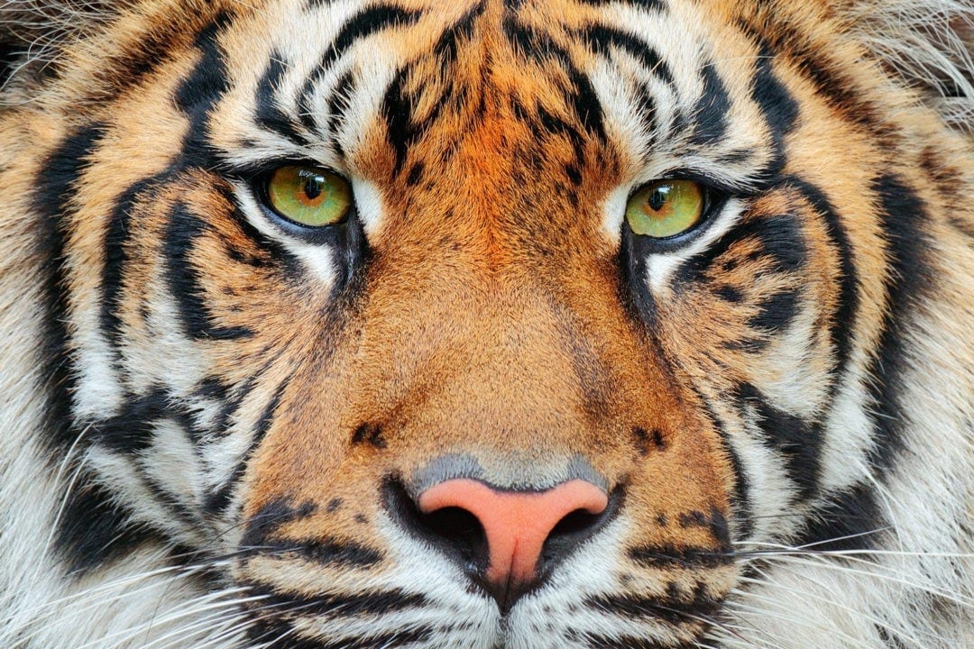 chinese-animal-symbolism-tiger-meaning-on-whats-your-sign