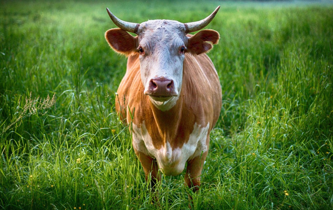 cow-animal-symbolism-and-cow-meaning-on-whats-your-sign