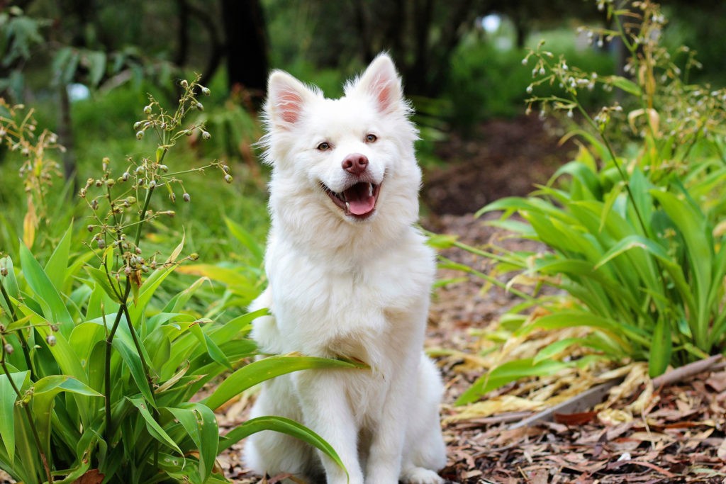 a white dog meaning