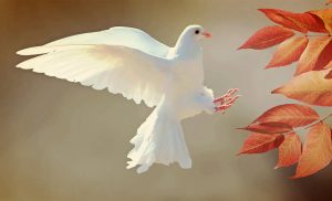 Dove Symbolism and Dove Meaning