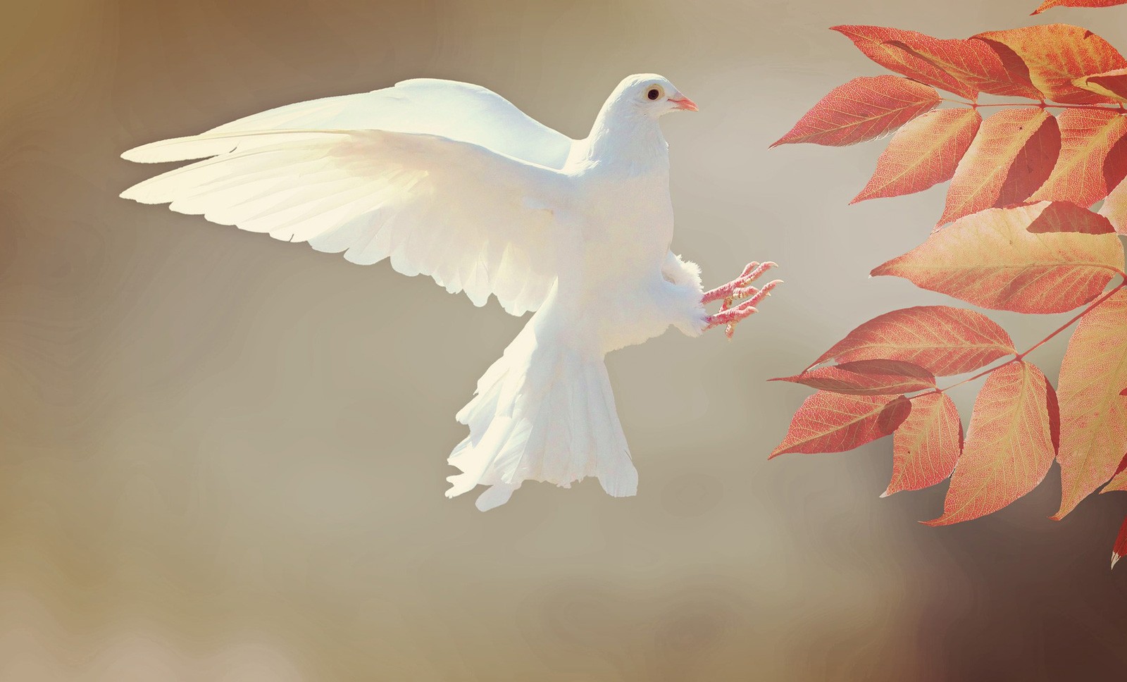 Dove Symbolism And Dove Meanings On Whats Your Sign