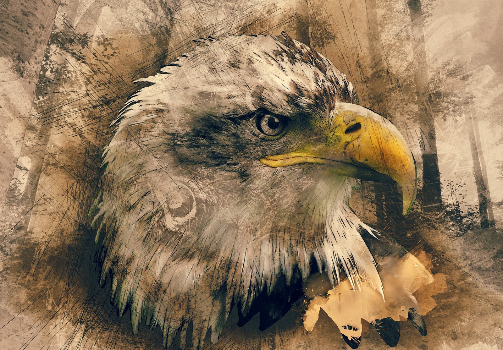 Wedge-tailed Eagle Colour' canvas print – Fiona Francois Art