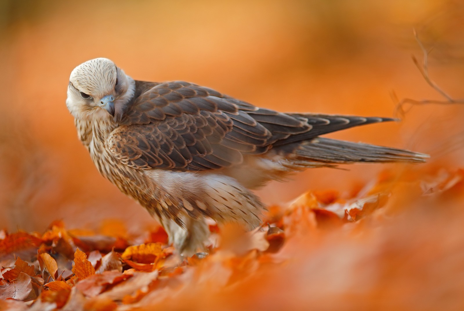 falcon symbolism