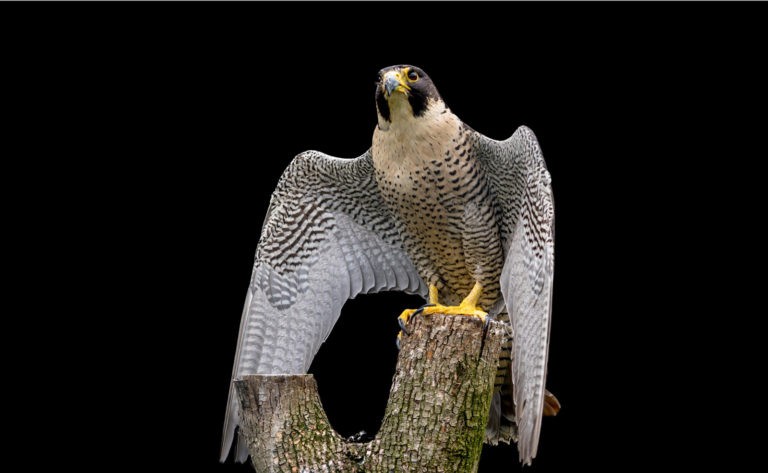 falcon totem