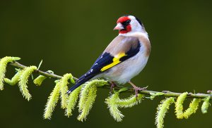 Symbolic Finch Meaning