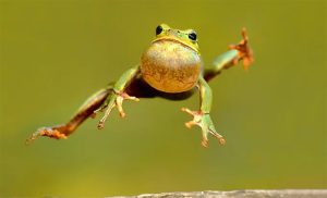 animal symbolism frog meaning