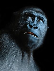 Gorilla meaning animal symbolism