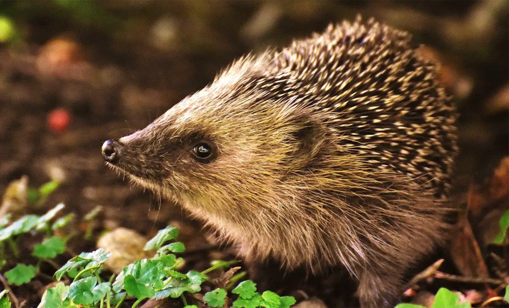 Animal Symbolism Hedgehog Meaning on Whats-Your-Sign.com