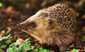 animal symbolism hedgehog meaning and totem meaning