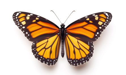 Spiritual and Symbolic Meaning of Butterfly