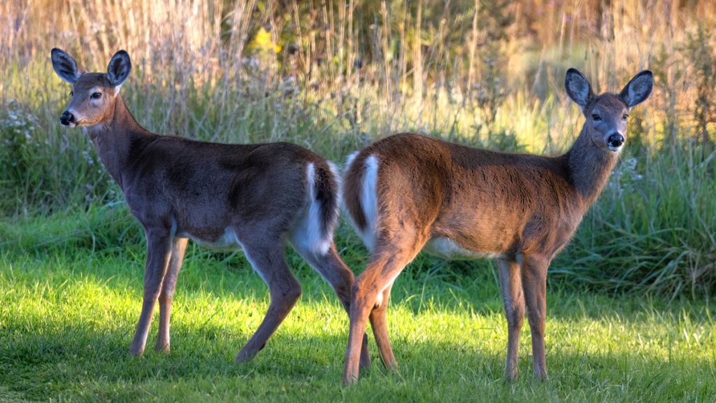 Symbolic and Spiritual Meaning of Deer